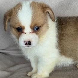 Baron - Fawn male Pembroke Welsh Corgi puppy in Huntington Beach, California from Gingerbread