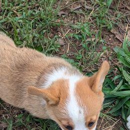 Pembroke Welsh Corgis from C&W Corgis