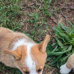 Pembroke Welsh Corgis from C&W Corgis