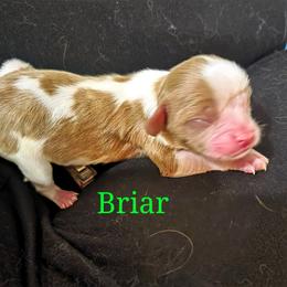Briar - Blenheim male Cavalier King Charles Spaniel puppy in Kewaskum, Wisconsin from Moon Dream Cavaliers