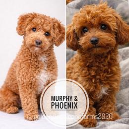 Golden Aussiedoodle puppies from Goldendoodledoo Farms