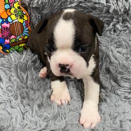 Boston Terriers from Lisa Wolfe's Boston Terriers