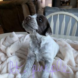 Wirehaired Pointing Griffon Puppies from Happy Hollow Griffons