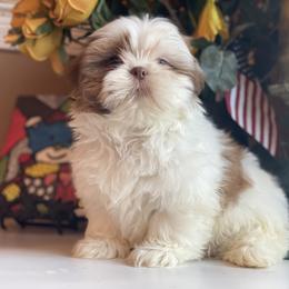 Boy 3 Little Lion - Red and white male Shih Tzu puppy in Troy, Michigan from "Shihtzu Best Friend"