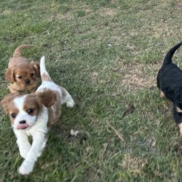 Cavalier King Charles Spaniel Puppies from Red Desert Cavalier’s