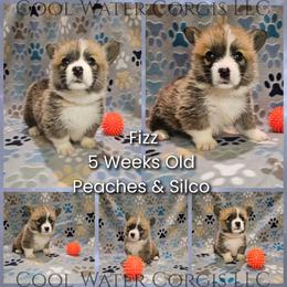 Fizz - Red male Pembroke Welsh Corgi puppy in Kiowa, Colorado from Cool Water Corgis LLC