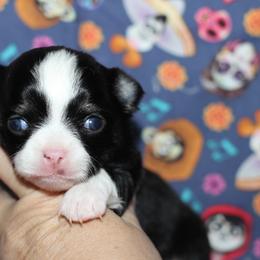 Shadow 3,300 - Black and tan male Chihuahua puppy in Cache, Oklahoma from Charming Lil Chihuahuas