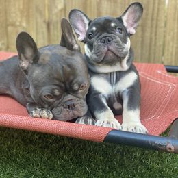 French Bulldog Puppies from Baby Bear Frenchies