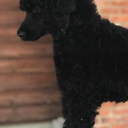 Poodles from Pearsonia poodles