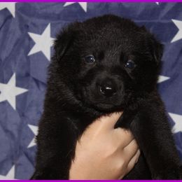 German Shepherd Puppies from Black Beauty Shepherds