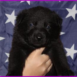 German Shepherd Puppies from Black Beauty Shepherds
