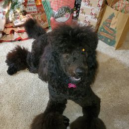 Ellie - Poodle