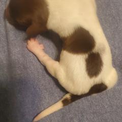 Kleine Munsterlander Puppies from Prairie State Kennel