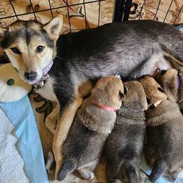 Shiba Inu from Yoru's Dojo Legacy