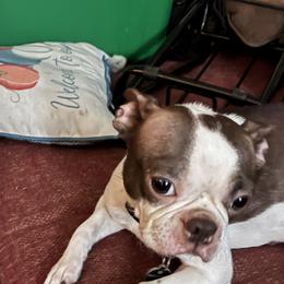 Willow - Boston Terrier