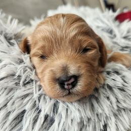 Ingot - Apricot female Goldendoodle puppy in Grand Junction, Colorado from QP Doodles
