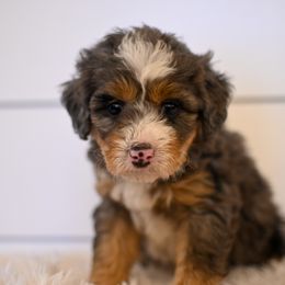 Preslee - Merle female Bernedoodle puppy in Ogden, Utah from Stanger Farms