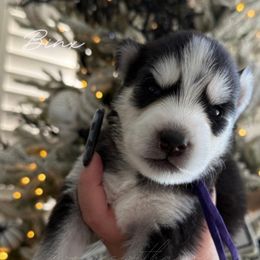 Binx - Black and white female Siberian Husky puppy in Manteca, California from Wolves with Amor