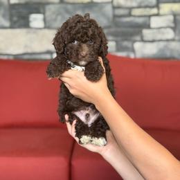 Fudge - Chocolate male Double Doodle puppy in Millersburg, Ohio from T Sanctum