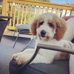 Tucker - Goldendoodle