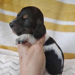 Girl 2 - Piebald female Dachshund puppy in Clayton, Indiana from Love Struck Miniature Dachshunds