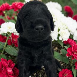 Jagger - Black male Goldendoodle puppy in Prosperity, Pennsylvania from Stelladoodles & Company