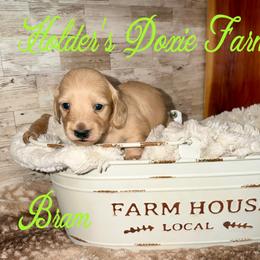 Bram - Cream male Dachshund puppy in Atwood, Oklahoma from Holder’s Doxie Farm
