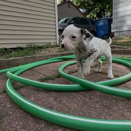Cedarwood - White and black male Dalmatian puppy in Des Moines, Iowa from Spot Splattered Dalmatians