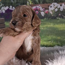 Sunny F1b - Apricot male Cavapoo puppy in Centerton, Arkansas from Velvet Paws Cavapoos