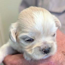 Kimba - Cream female Lhasa Apso puppy in Fort Worth, Texas from Cynthia's Lhasa Apsos