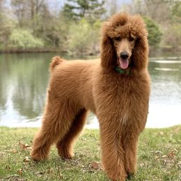 Baron - Poodle