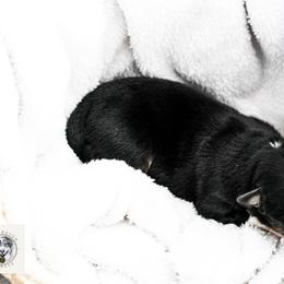 Miniature Australian Shepherd Puppies from Yarborough Kennels