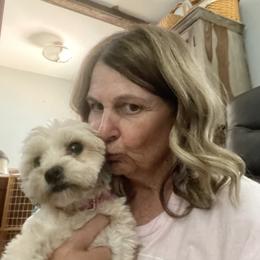 Shorkie All Grown Up from Roover's Oklahoma Shorkies