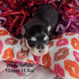 Windy - 2500 - Black and white female Pomsky puppy in Spring Hill, Florida from www.PuppyTimeEmporium.com