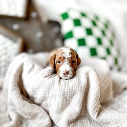 Mufasa - Red  male Goldendoodle puppy in Springville, Utah from Happy Doodle