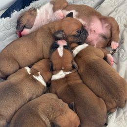 Boxer Puppies from Yuni’s AKC Boxers