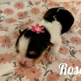 Biewer Terrier Puppies from Bouquet Biewers