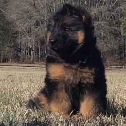 Brown Collar - Male - Black and red male German Shepherd puppy in Charlotte, North Carolina from Zuflucht K9s