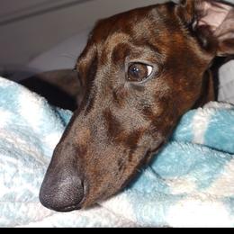 Blaise - Dachshund