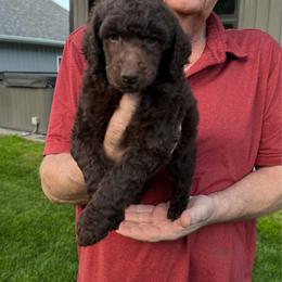 Girl 1 - Brown female Poodle puppy in Wentworth, South Dakota from PaintersPreciousPoodles
