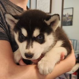 Boy 1 - Black and white male Siberian Husky puppy in Jonesboro, Arkansas from L & A Animal House Siberian Huskies