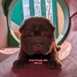 Will - Brown male Chinese Shar-Pei puppy in Minden, Louisiana from Zoey's Waggly Tails