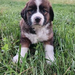 Companion Cross and Saint Bernard Puppies from Coleman Saint Bernards of Ohio