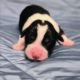 Malorie - Tri-color female Border Collie puppy in Fresno, California from Alpine Tails