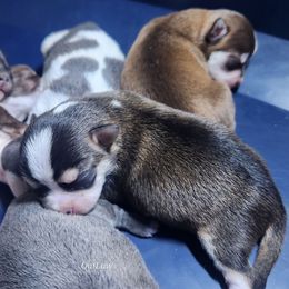 Haley Moon - Black sabled fawn female Chihuahua puppy in Gerald, Missouri from OutLaw Chihuahua's
