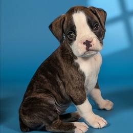 Zira - Brindle female Boxer puppy in Mountain Home, Idaho from LJK Boxers & Toy Aussies