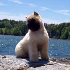 Bouvier des Flandres from Sleeping Lady Bouviers