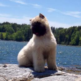 Bouvier des Flandres from Sleeping Lady Bouviers