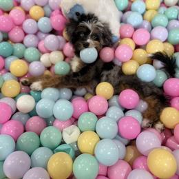 Assorted Doodle Crosses, Aussiedoodle, and Australian Shepherd Puppies from Junipersdoodles