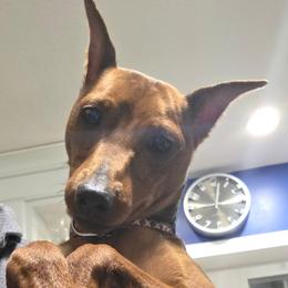 Sailor - Stag red male Miniature Pinscher puppy in Mount Pleasant, Michigan from Hundeholz